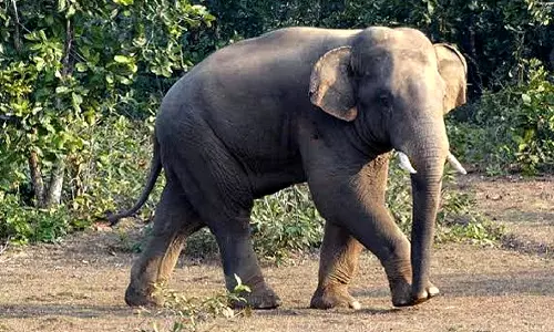 Odisha: ढेंकनाल के जंगल में हाथी ने तीन महिलाओं को मार डाला Odisha: ढेंकनाल के जंगल में हाथी ने तीन महिलाओं को मार डाला