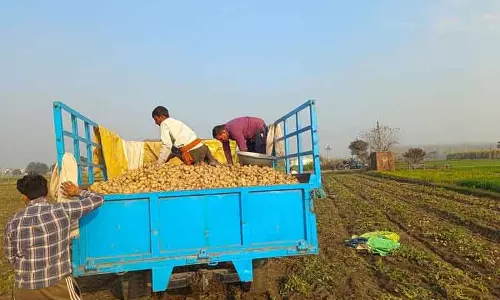 आलू की कीमतों में गिरावट से Yamunanagar के किसान परेशान