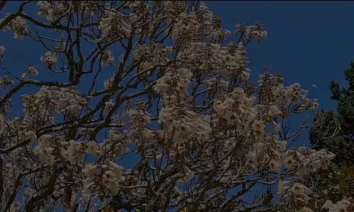 Ooty बॉटनिकल गार्डन में खिले हुए पॉलोवनिया पारसिनी फूल Ooty बॉटनिकल गार्डन में खिले हुए पॉलोवनिया पारसिनी फूल