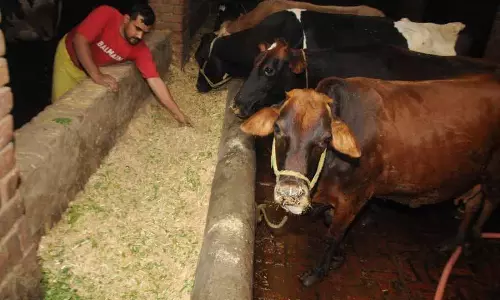 Fatehpur में अमृतसर का पहला डेयरी कॉम्प्लेक्स, वादों की एक धुंधली कहानी Fatehpur में अमृतसर का पहला डेयरी कॉम्प्लेक्स, वादों की एक धुंधली कहानी