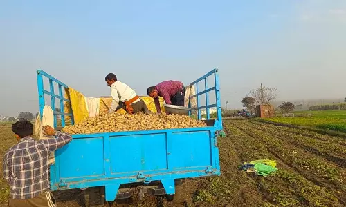 Haryana के यमुनानगर में किसानों की कमर तोड़ दी