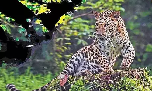 Male महादेश्वर पहाड़ियों पर फिर तेंदुए का हमला: बाल-बाल बचा, भक्तों में चिंता बढ़ी