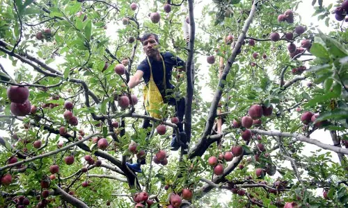 FTAs से पहले से ही दबाव में चल रही लोकल सेब इकॉनमी पर असर पड़ेगा