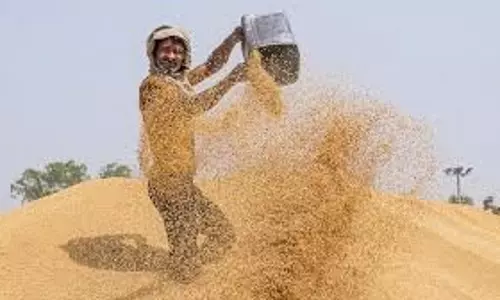 Mainpuri: MSP बढ़ोतरी से मैनपुरी में उत्साह Mainpuri: MSP बढ़ोतरी से मैनपुरी में उत्साह