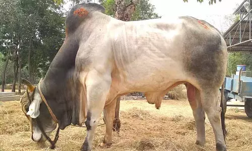 Puthukovil एरुथु विदुम कार्यक्रम में भारी भीड़ उमड़ी