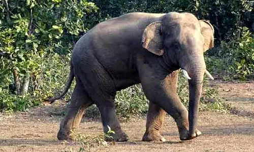 Dhenkanal के जंगल में हाथी ने तीन महिलाओं को मार डाला Dhenkanal के जंगल में हाथी ने तीन महिलाओं को मार डाला