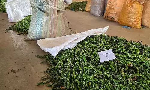 Black Pepper : प्रोसेसिंग की दिक्कतों का हल