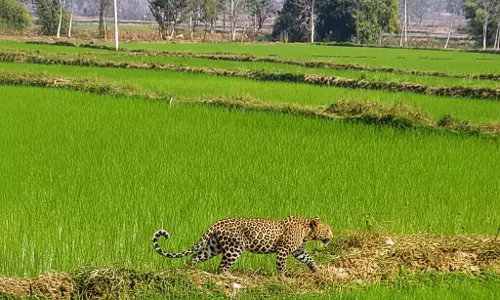मां से बिछड़कर खेत में पहुंचा 4 माह का तेंदुए का शावक