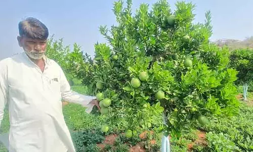 Karnataka : मौसंबी की खेती में सफलता