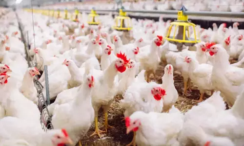 Bird Flu मामले केवल तीन फ़ार्म तक सीमित Bird Flu मामले केवल तीन फ़ार्म तक सीमित