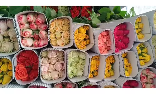 Valentines Day से पहले कृष्णागिरी जिले से गुलाब के निर्यात में भारी उछाल Valentines Day से पहले कृष्णागिरी जिले से गुलाब के निर्यात में भारी उछाल