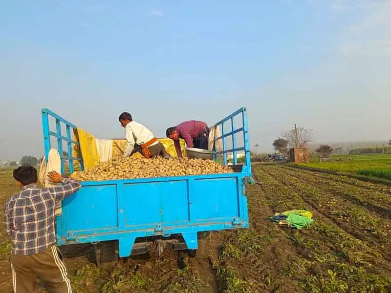 आलू की कीमतों में गिरावट से Yamunanagar के किसान परेशान आलू की कीमतों में गिरावट से Yamunanagar के किसान परेशान