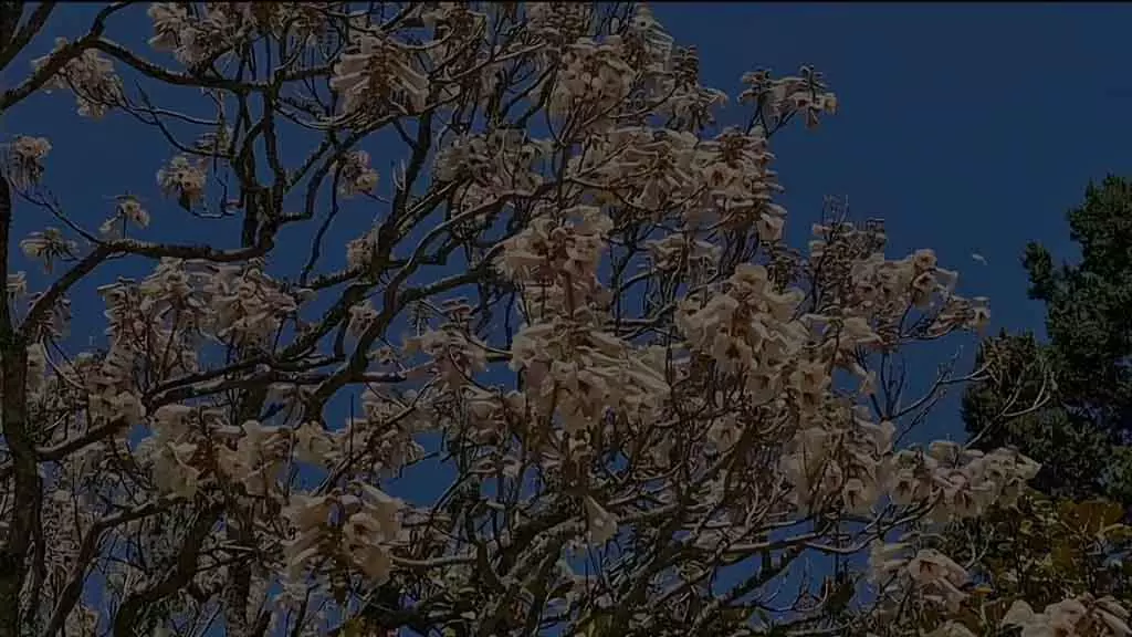 Ooty बॉटनिकल गार्डन में खिले हुए पॉलोवनिया पारसिनी फूल Ooty बॉटनिकल गार्डन में खिले हुए पॉलोवनिया पारसिनी फूल