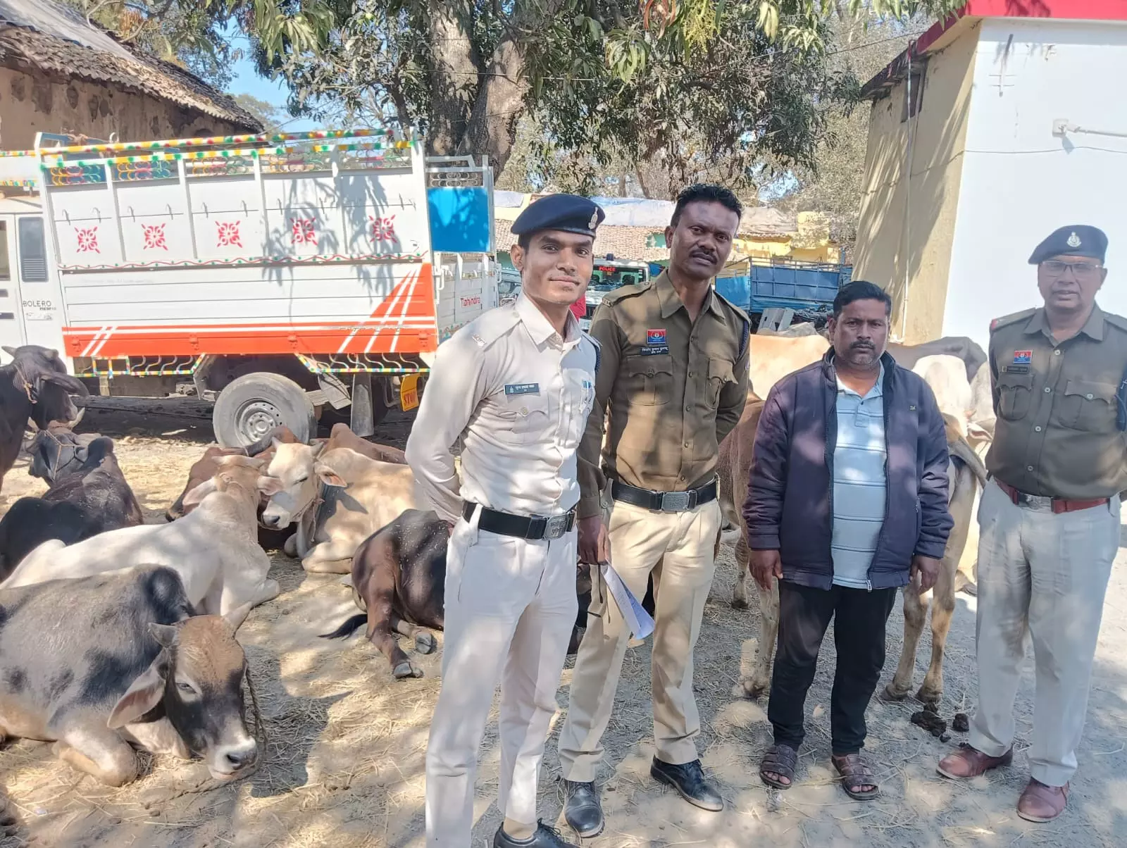 32 गौवंश को बचाया गया, मशहूर मवेशी तस्कर अरेस्ट 32 गौवंश को बचाया गया, मशहूर मवेशी तस्कर अरेस्ट