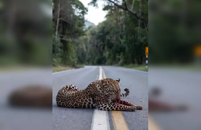 सड़क दुर्घटना में घायल तेंदुआ जंगल में गायब, अब... सड़क दुर्घटना में घायल तेंदुआ जंगल में गायब, अब...