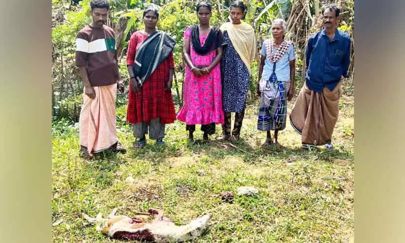 Cherukara गांव में तेंदुए का डर; स्थानीय लोग बाहर नहीं निकल पा रहे Cherukara गांव में तेंदुए का डर; स्थानीय लोग बाहर नहीं निकल पा रहे