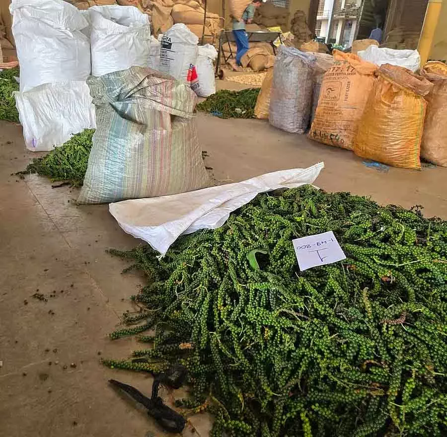 Black Pepper : प्रोसेसिंग की दिक्कतों का हल Black Pepper : प्रोसेसिंग की दिक्कतों का हल