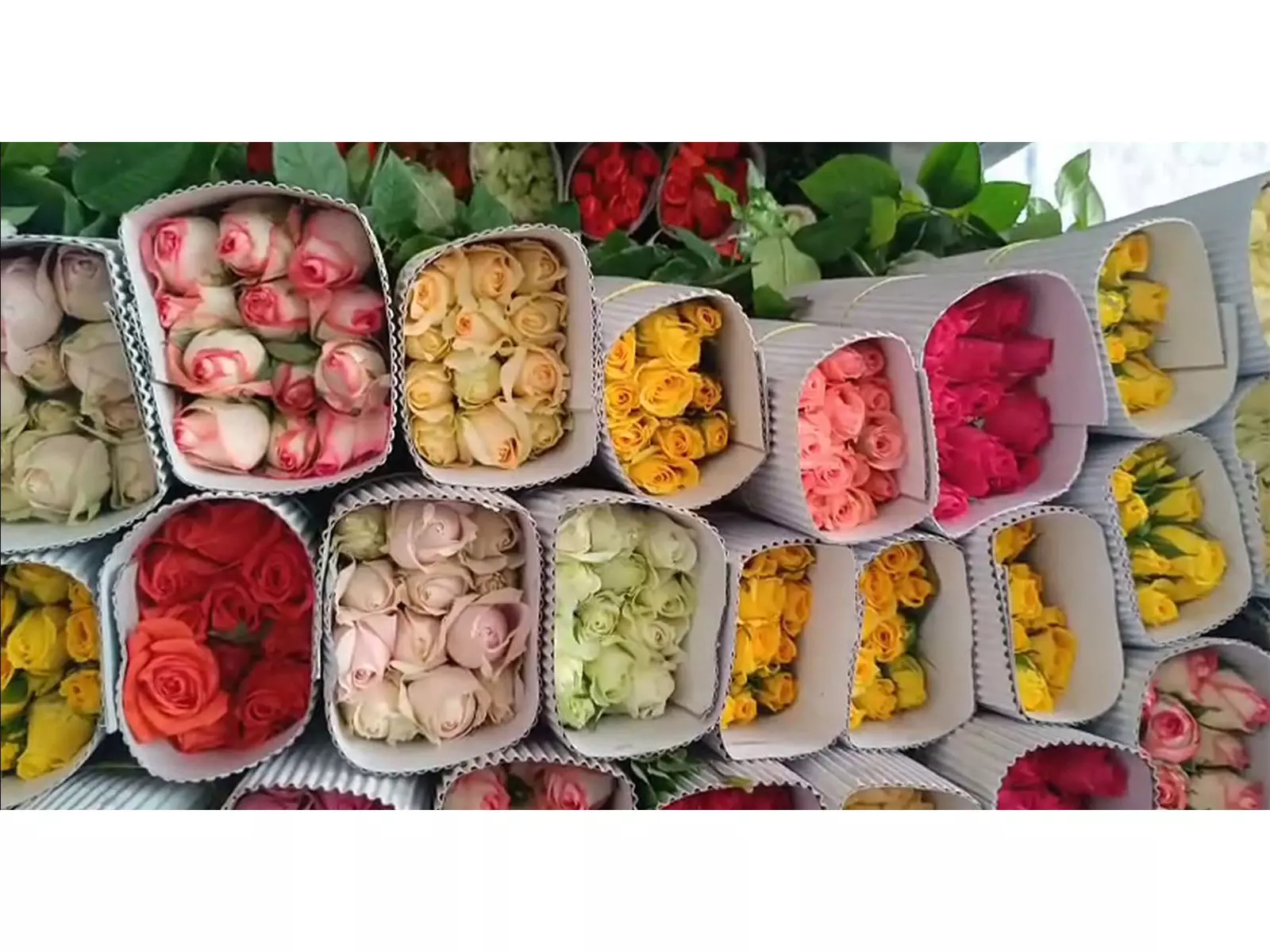 Valentines Day से पहले कृष्णागिरी जिले से गुलाब के निर्यात में भारी उछाल Valentines Day से पहले कृष्णागिरी जिले से गुलाब के निर्यात में भारी उछाल