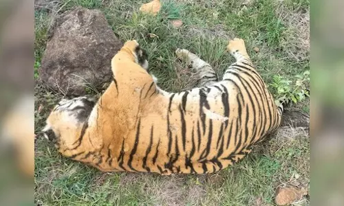 MP हाईकोर्ट ने बाघों की मौत पर जताई चिंता