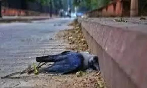 Tamil Nadu : बर्ड फ्लू का अलर्ट, कौओं की मौत के बाद 8 जिलों में निगरानी तेज