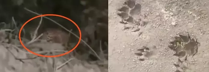 तेंदुआ दिखने के बाद DFO ने पब्लिक एडवाइजरी जारी की तेंदुआ दिखने के बाद DFO ने पब्लिक एडवाइजरी जारी की