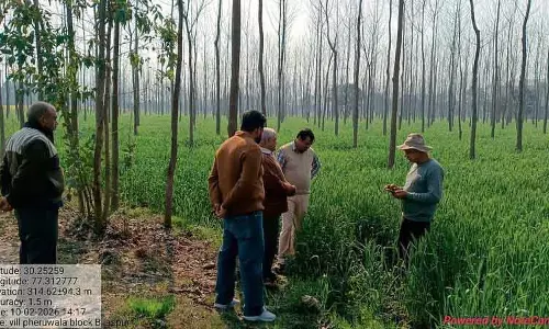 Haryana: यमुनानगर में गेहूं की फसल पीले रतुआ से मुक्त