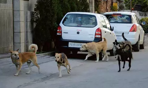 Delhi MCD ने आवारा कुत्तों के लिए 10 करोड़ रुपये आवंटित किए