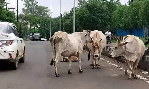 हर गौशाला में 5,000 आवारा मवेशी रखे जाएंगे; 24 स्वावलंबी गौशालाओं के लिए सिर्फ़ 7 बोलियां आई हर गौशाला में 5,000 आवारा मवेशी रखे जाएंगे; 24 स्वावलंबी गौशालाओं के लिए सिर्फ़ 7 बोलियां आई