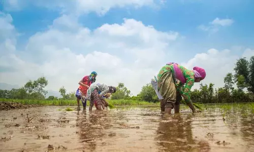 फूड बाउल वाले राज्य Punjab और हरियाणा कृषि कर्ज के बोझ में तीसरे और चौथे स्थान पर फूड बाउल वाले राज्य Punjab और हरियाणा कृषि कर्ज के बोझ में तीसरे और चौथे स्थान पर