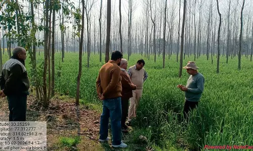 Haryana : वैज्ञानिकों का कहना है कि यमुनानगर में गेहूं की फसल पीले रतुआ से मुक्त Haryana : वैज्ञानिकों का कहना है कि यमुनानगर में गेहूं की फसल पीले रतुआ से मुक्त