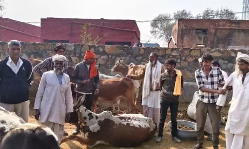 KMP एक्सप्रेसवे पर ज़हरीला कचरा डाले जाने से तीन गायों की मौत, 40 बीमार