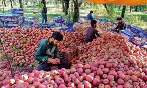 India-US ट्रेड डील: J&K के फल उत्पादक परेशान, कुछ ने इसे बेहतर पैदावार का मौका बताया