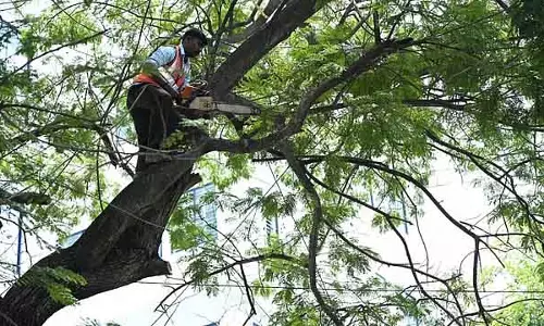 Bengaluru: खतरनाक पेड़ हटाने के लिए GBA ने अधिकारियों को नोटिस जारी किया Bengaluru: खतरनाक पेड़ हटाने के लिए GBA ने अधिकारियों को नोटिस जारी किया
