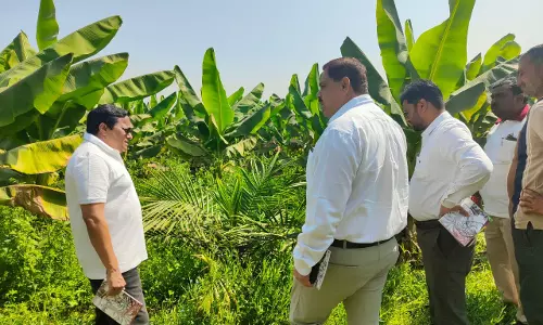 खाद्य तेल में आत्मनिर्भरता की ओर छत्तीसगढ़ खाद्य तेल में आत्मनिर्भरता की ओर छत्तीसगढ़