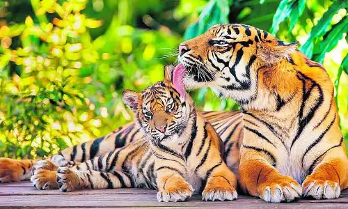 टाइगर रिजर्व में 25 बाघों के पकड़े जाने से NTCA चिंतित टाइगर रिजर्व में 25 बाघों के पकड़े जाने से NTCA चिंतित