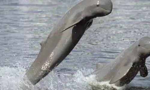 Odisha में डॉल्फिन की आबादी बढ़कर 765 हुई, इरावदी में गिनती 159 पर स्थिर Odisha में डॉल्फिन की आबादी बढ़कर 765 हुई, इरावदी में गिनती 159 पर स्थिर