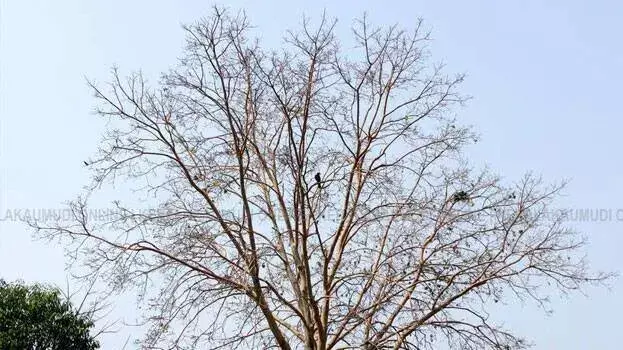 kerala में गर्मी जैसा तापमान, 4 डिग्री तक बढ़ेगा, येलो अलर्ट जारी kerala में गर्मी जैसा तापमान, 4 डिग्री तक बढ़ेगा, येलो अलर्ट जारी