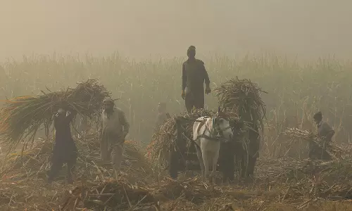 नीतिगत विफलताओं ने Pakistan की फसल नियोजन व्यवस्था में अराजकता को और गहरा कर दिया नीतिगत विफलताओं ने Pakistan की फसल नियोजन व्यवस्था में अराजकता को और गहरा कर दिया