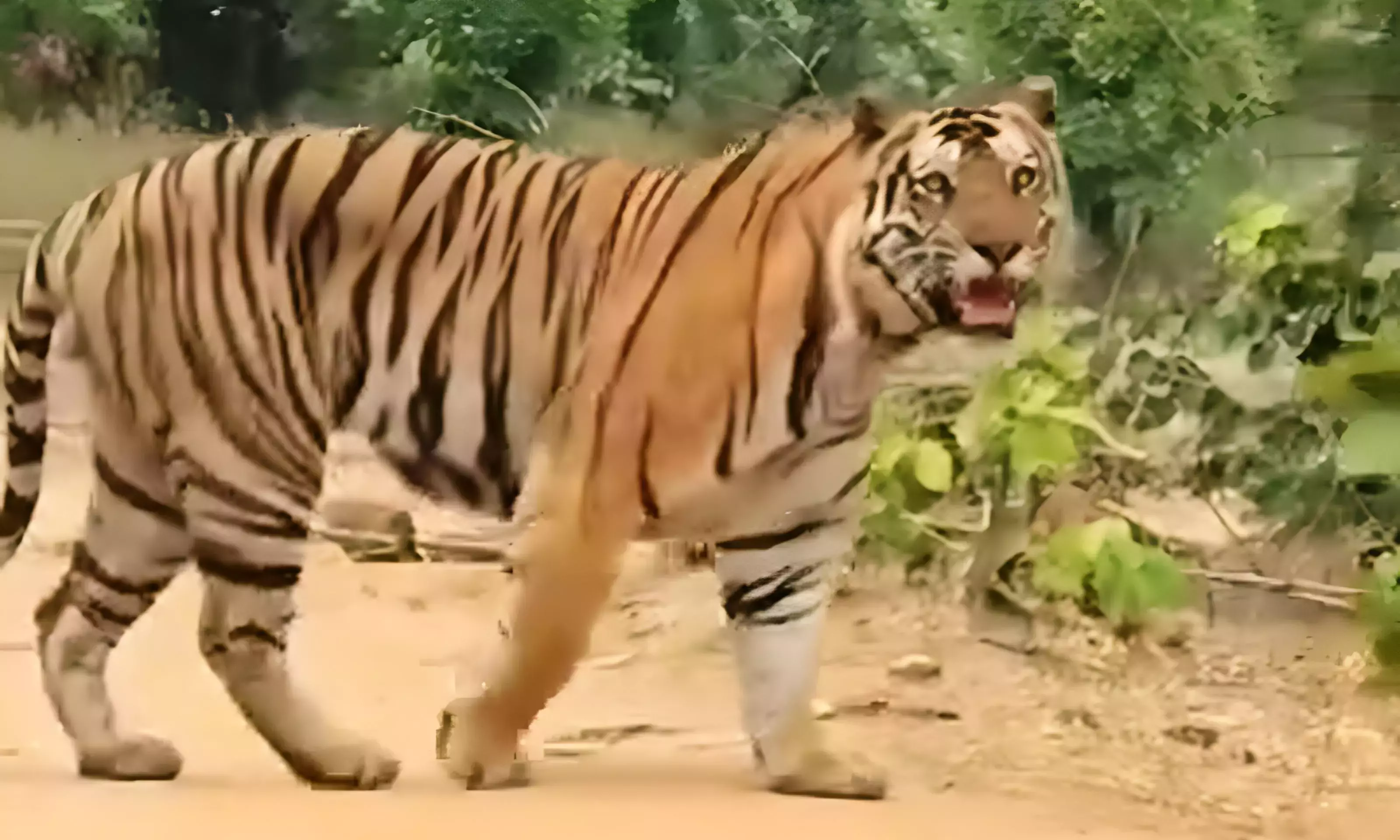 Telangana: बाघ को पकड़ने के लिए तीन बचाव दल मौजूद Telangana: बाघ को पकड़ने के लिए तीन बचाव दल मौजूद