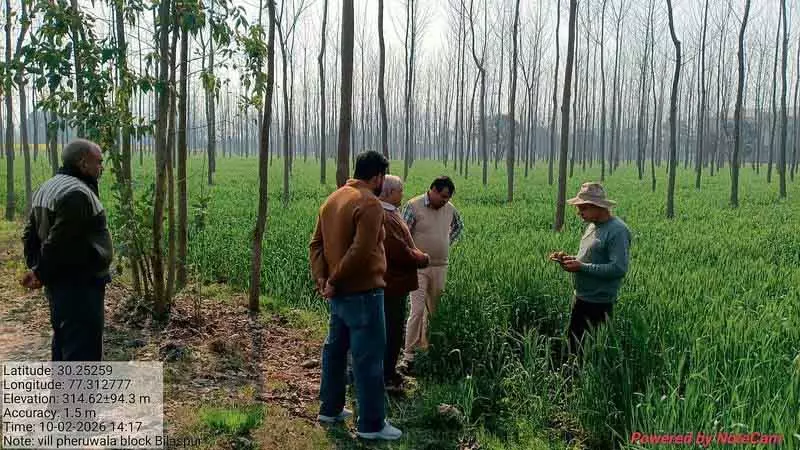 Haryana: यमुनानगर में गेहूं की फसल पीले रतुआ से मुक्त Haryana: यमुनानगर में गेहूं की फसल पीले रतुआ से मुक्त