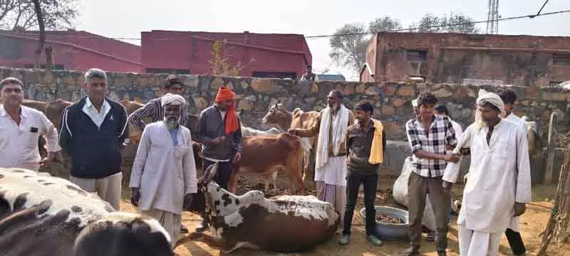KMP एक्सप्रेसवे पर ज़हरीला कचरा डाले जाने से तीन गायों की मौत, 40 बीमार KMP एक्सप्रेसवे पर ज़हरीला कचरा डाले जाने से तीन गायों की मौत, 40 बीमार