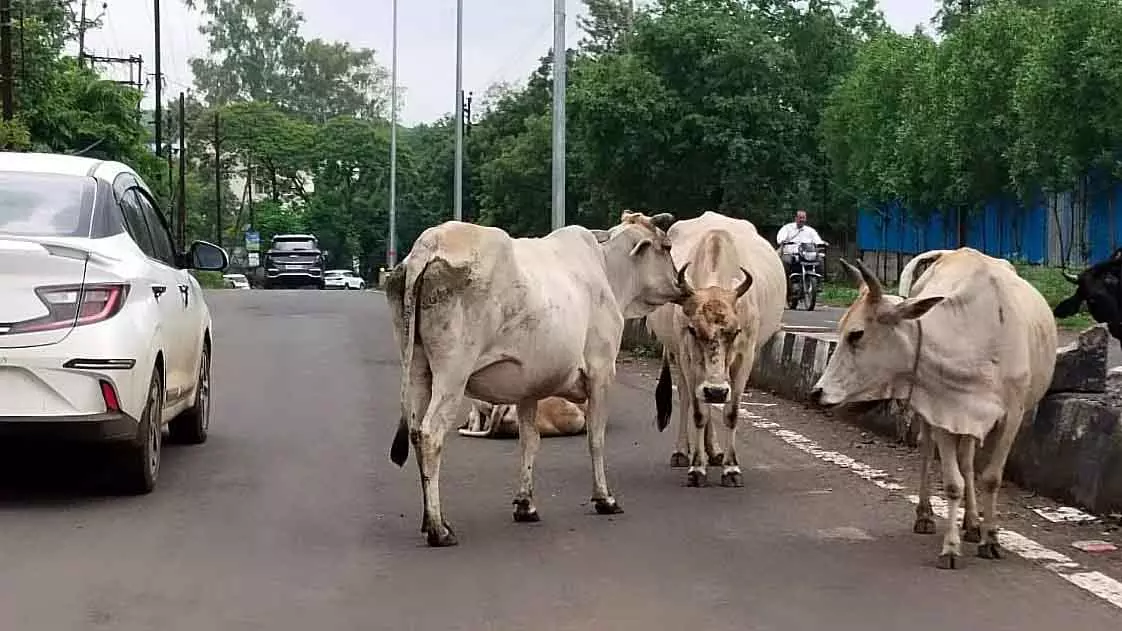 हर गौशाला में 5,000 आवारा मवेशी रखे जाएंगे; 24 स्वावलंबी गौशालाओं के लिए सिर्फ़ 7 बोलियां आई हर गौशाला में 5,000 आवारा मवेशी रखे जाएंगे; 24 स्वावलंबी गौशालाओं के लिए सिर्फ़ 7 बोलियां आई