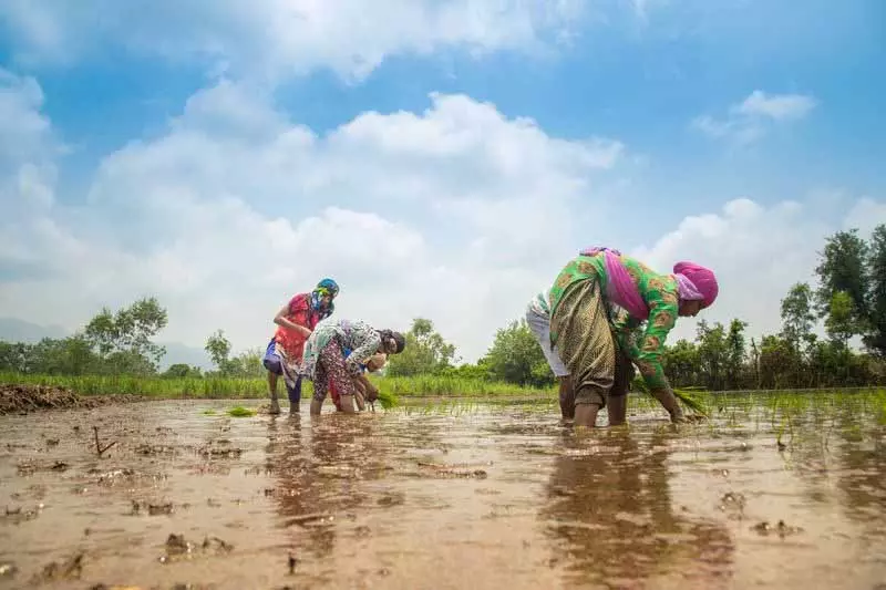 फूड बाउल वाले राज्य Punjab और हरियाणा कृषि कर्ज के बोझ में तीसरे और चौथे स्थान पर फूड बाउल वाले राज्य Punjab और हरियाणा कृषि कर्ज के बोझ में तीसरे और चौथे स्थान पर
