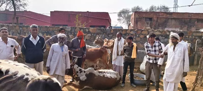 KMP एक्सप्रेसवे पर ज़हरीला कचरा डाले जाने से तीन गायों की मौत, 40 बीमार KMP एक्सप्रेसवे पर ज़हरीला कचरा डाले जाने से तीन गायों की मौत, 40 बीमार