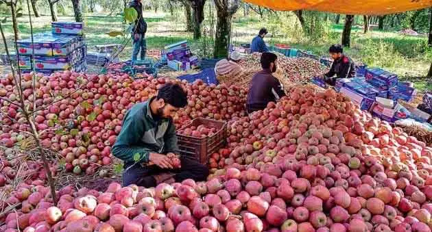 India-US ट्रेड डील: J&K के फल उत्पादक परेशान, कुछ ने इसे बेहतर पैदावार का मौका बताया India-US ट्रेड डील: J&K के फल उत्पादक परेशान, कुछ ने इसे बेहतर पैदावार का मौका बताया