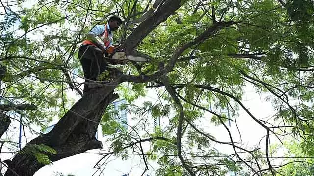 Bengaluru: खतरनाक पेड़ हटाने के लिए GBA ने अधिकारियों को नोटिस जारी किया Bengaluru: खतरनाक पेड़ हटाने के लिए GBA ने अधिकारियों को नोटिस जारी किया