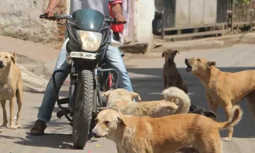 Indore : विजय नगर, खजराना, नंदा नगर से मूसाखेड़ी तक डॉग बाइट के 11 हॉटस्पॉट