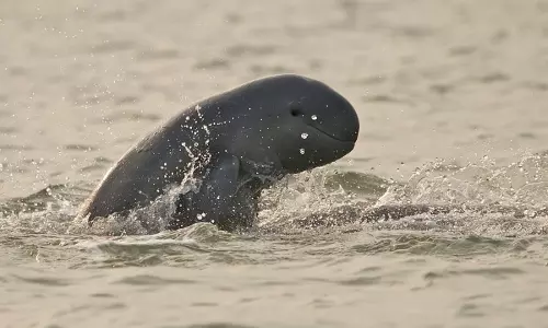 ओडिशा के भीतर्कनिका में Dolphin की संख्या में 11 की गिरावट आई