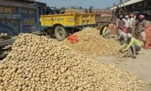 Farrukhabad: आलू बाजार गरमाया, रेट बढ़ने से किसानों के चेहरे खिले