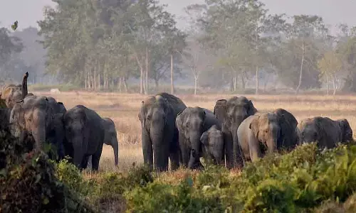Jharkhand में जंगली हाथियों ने एक ही परिवार के चार सदस्यों समेत छह लोगों को कुचलकर मार डाला Jharkhand में जंगली हाथियों ने एक ही परिवार के चार सदस्यों समेत छह लोगों को कुचलकर मार डाला